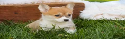 Welsh Corgi Pembroke dogs for sale: Miriam Welsh Corgi Pembroke - Ad 5