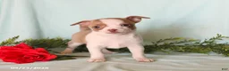 Chihuahua dogs for sale: Heidi - Ad 5