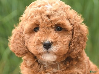 Cockapoo dogs - Ad 14