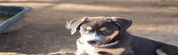 Mixed Breed dogs for sale: Bandogge Bart - Ad 4