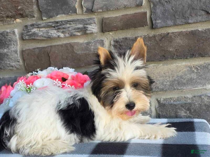 Biewer Terrier dogs for sale: Buddie - Ad 2