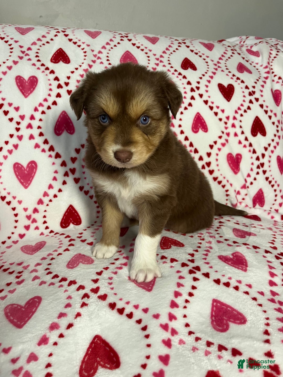 Australian Shepherd dogs for sale: El - Ad 1
