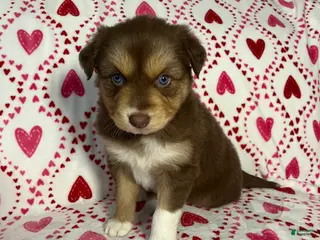 Australian Shepherd dogs El - Ad 5