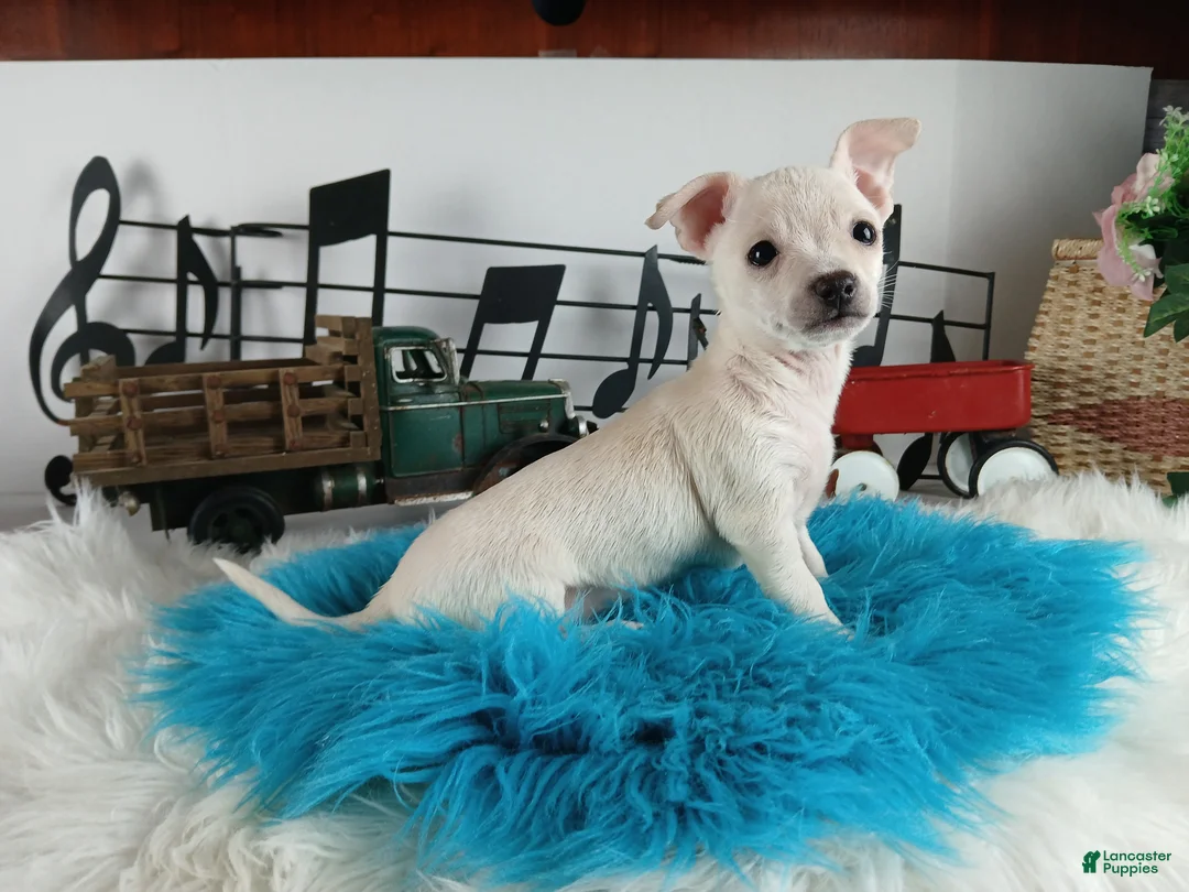 Chihuahua dogs for sale: Chihuahua white male, Nationwide delivery  - Ad 3