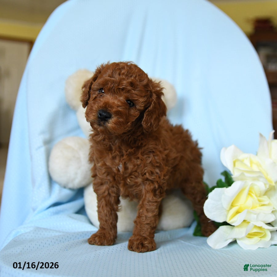 Toy Poodle dogs Waylon - Ad 2