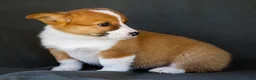 Welsh Corgi Pembroke dogs for sale: Butter - Ad 5
