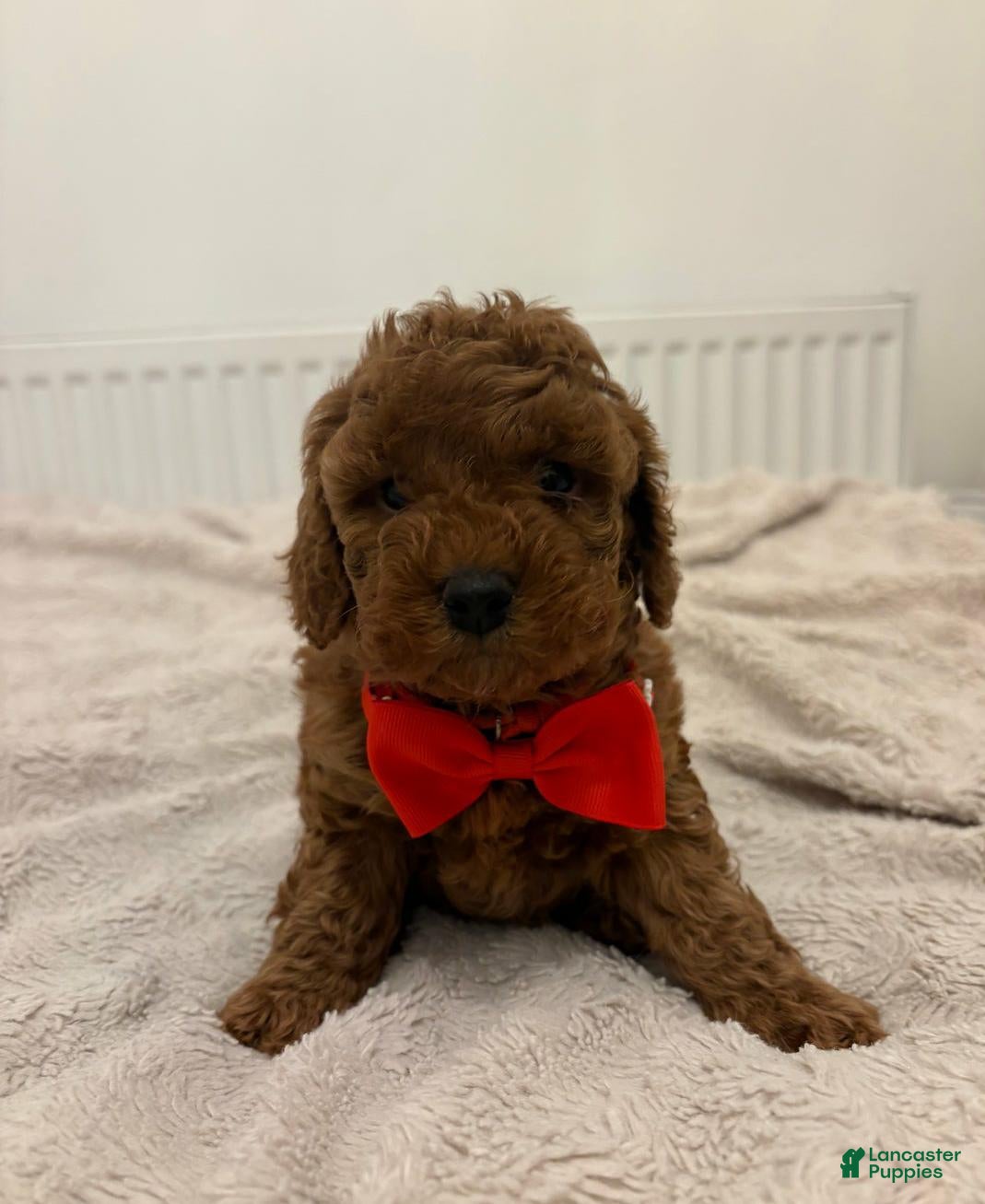 Cockapoo dogs Bino - Ad 28