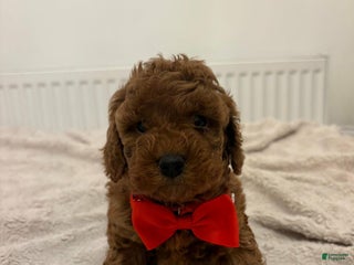 Cockapoo dogs Bino - Ad 15