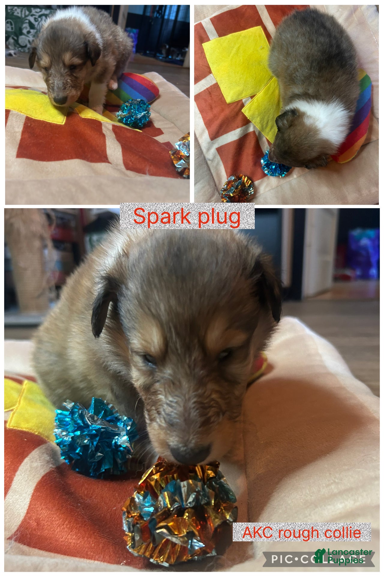 Collie dogs Spark plug - Ad 9