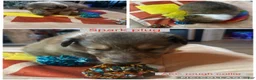 Collie dogs for sale: Spark plug - Ad 1