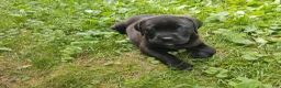 Mixed Breed dogs for sale: Buttercup - Ad 6