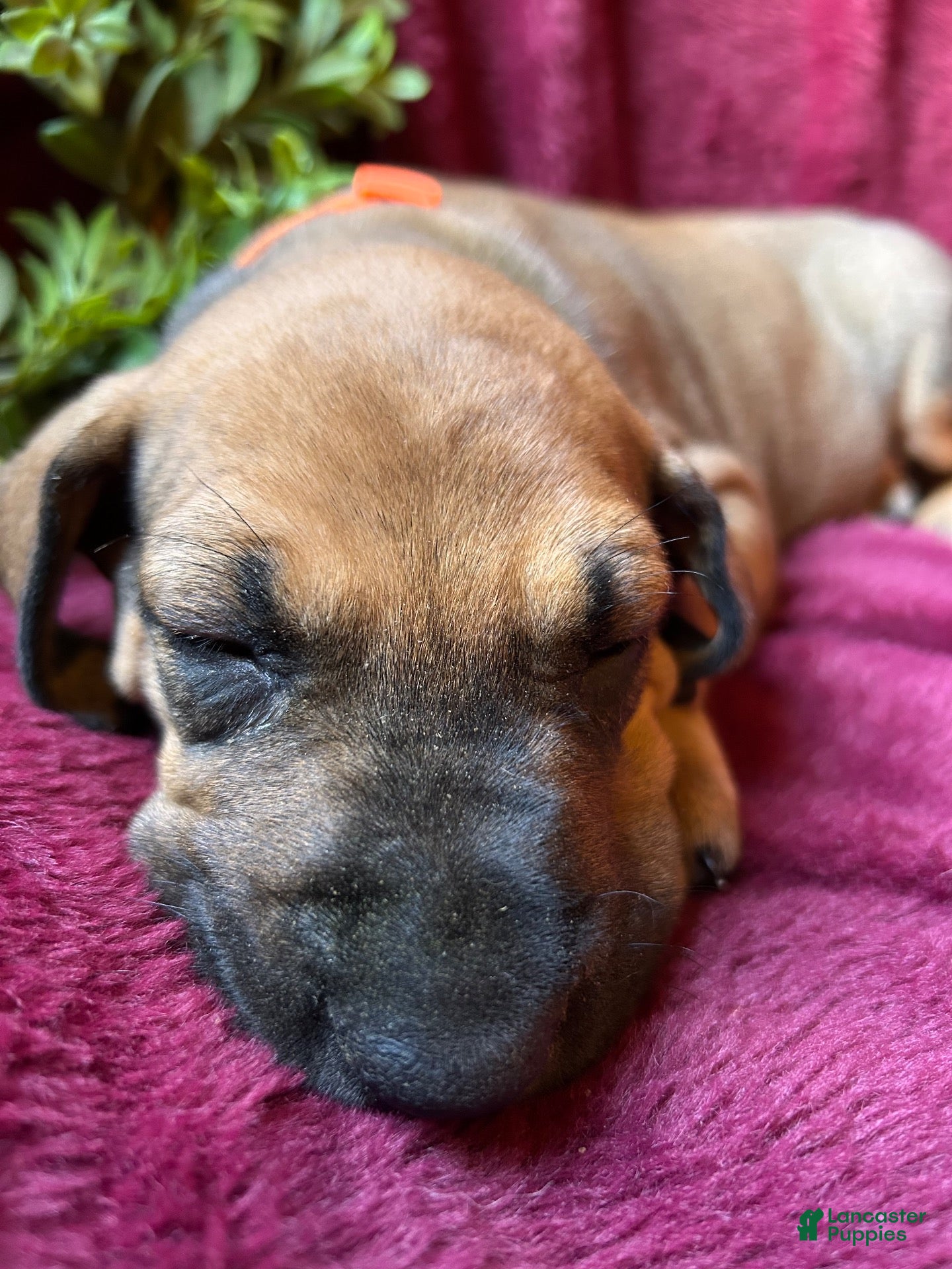 Great Dane dogs Walker - Ad 42
