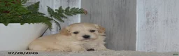 Maltipoo dogs for sale: Pete - Ad 3