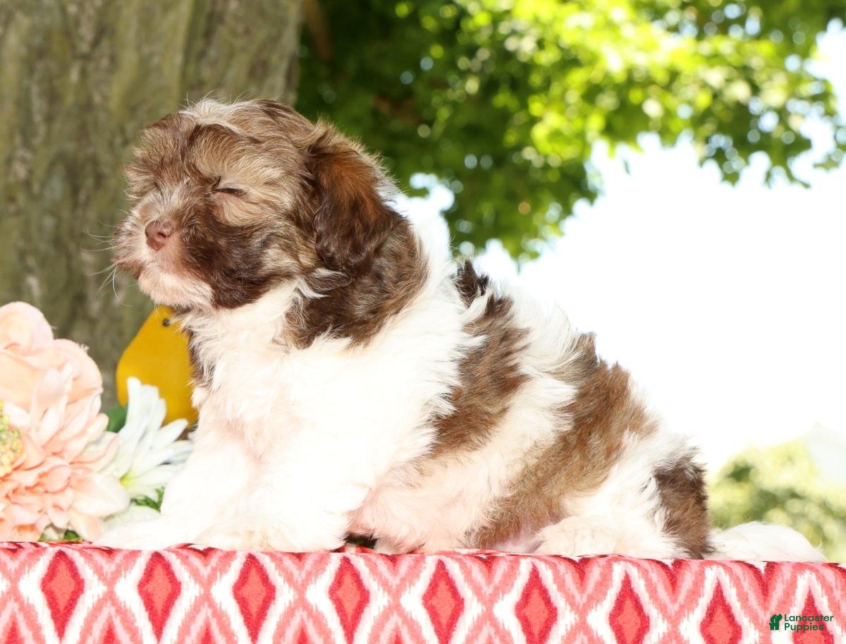 Havanese dogs for sale: Major - Ad 6