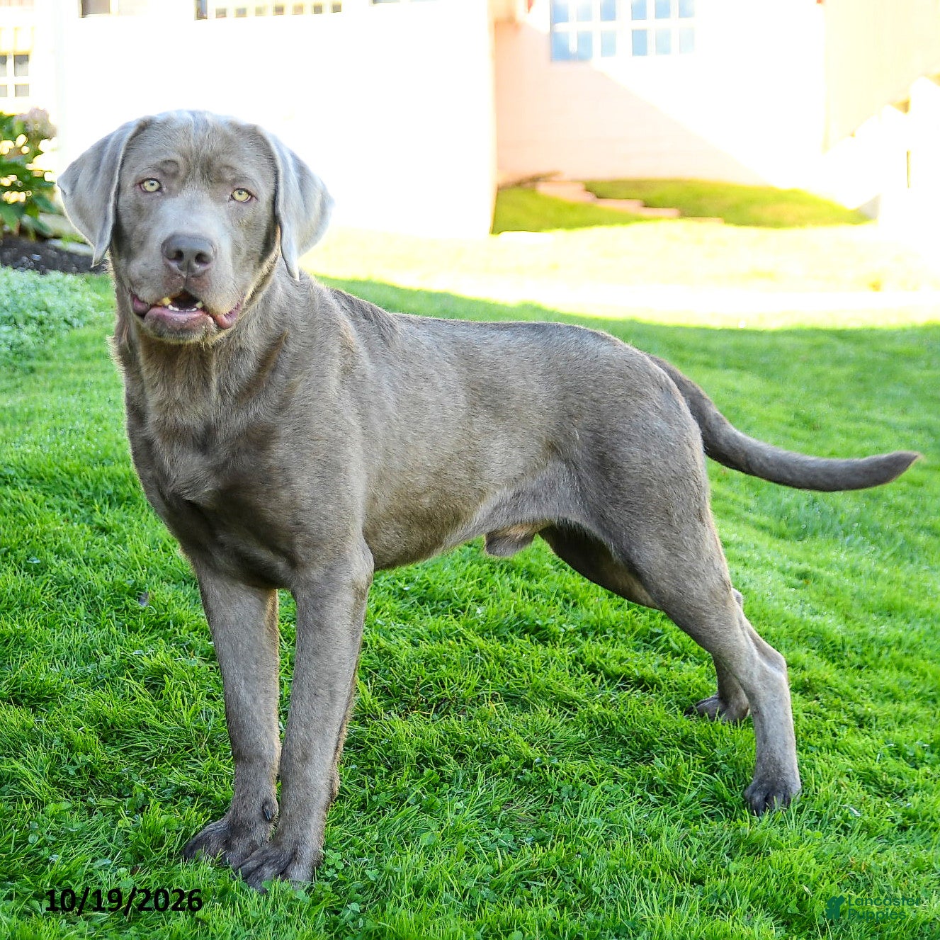 Labrador Retriever dogs Ethan - Ad 2