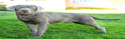 Labrador Retriever dogs for sale: Ethan - Ad 2