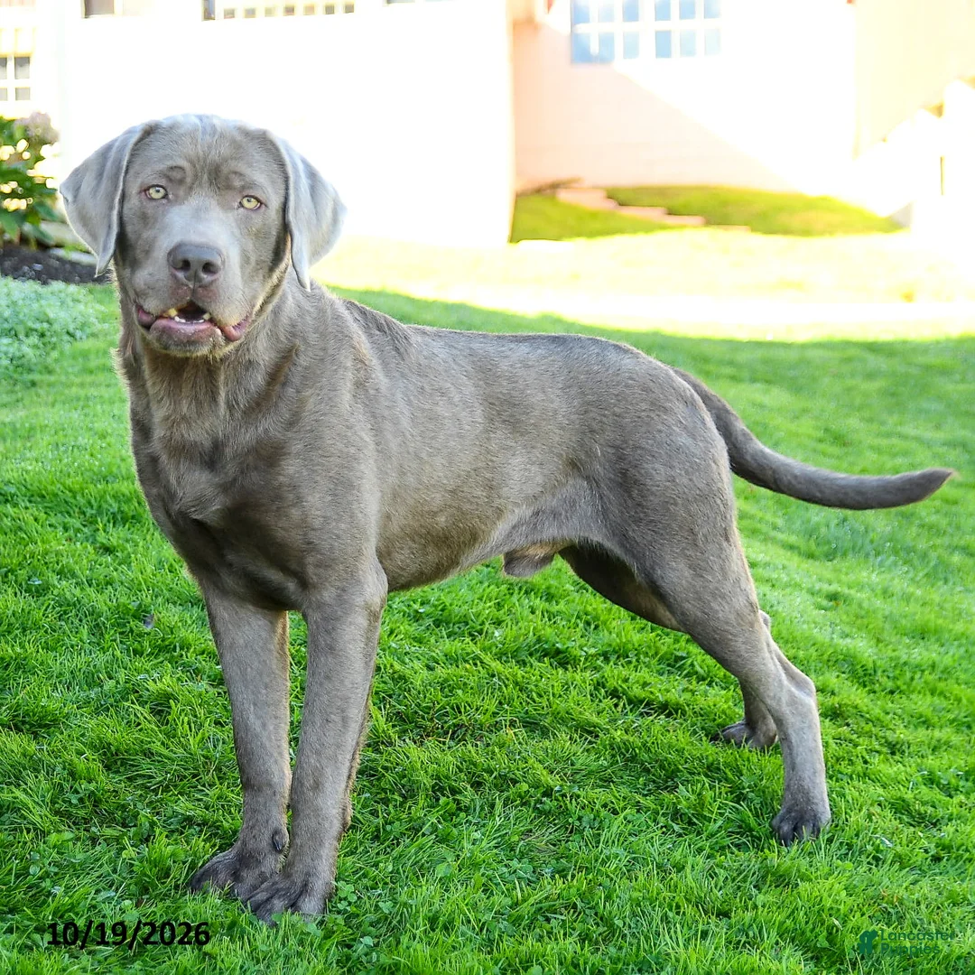 Labrador Retriever dogs for sale: Ethan - Ad 2