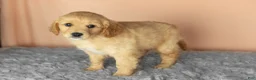 Mixed Breed dogs for sale: Brooks  - Ad 3
