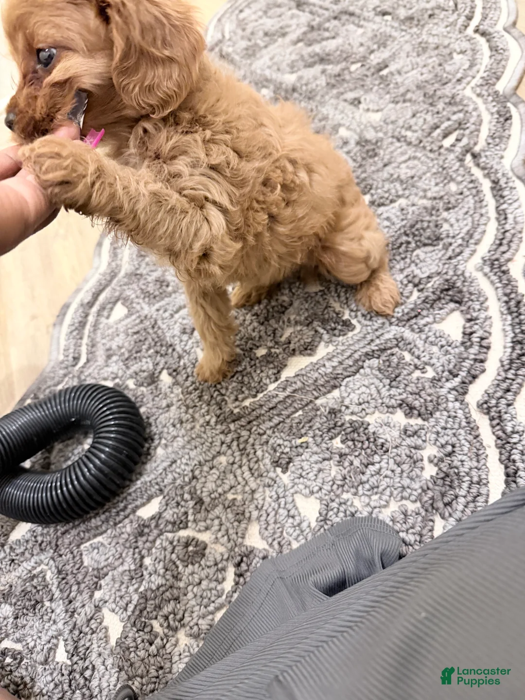 Cavapoo dogs for sale: Spicy  - Ad 1