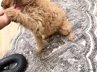 Cavapoo dogs Spicy - Ad 2