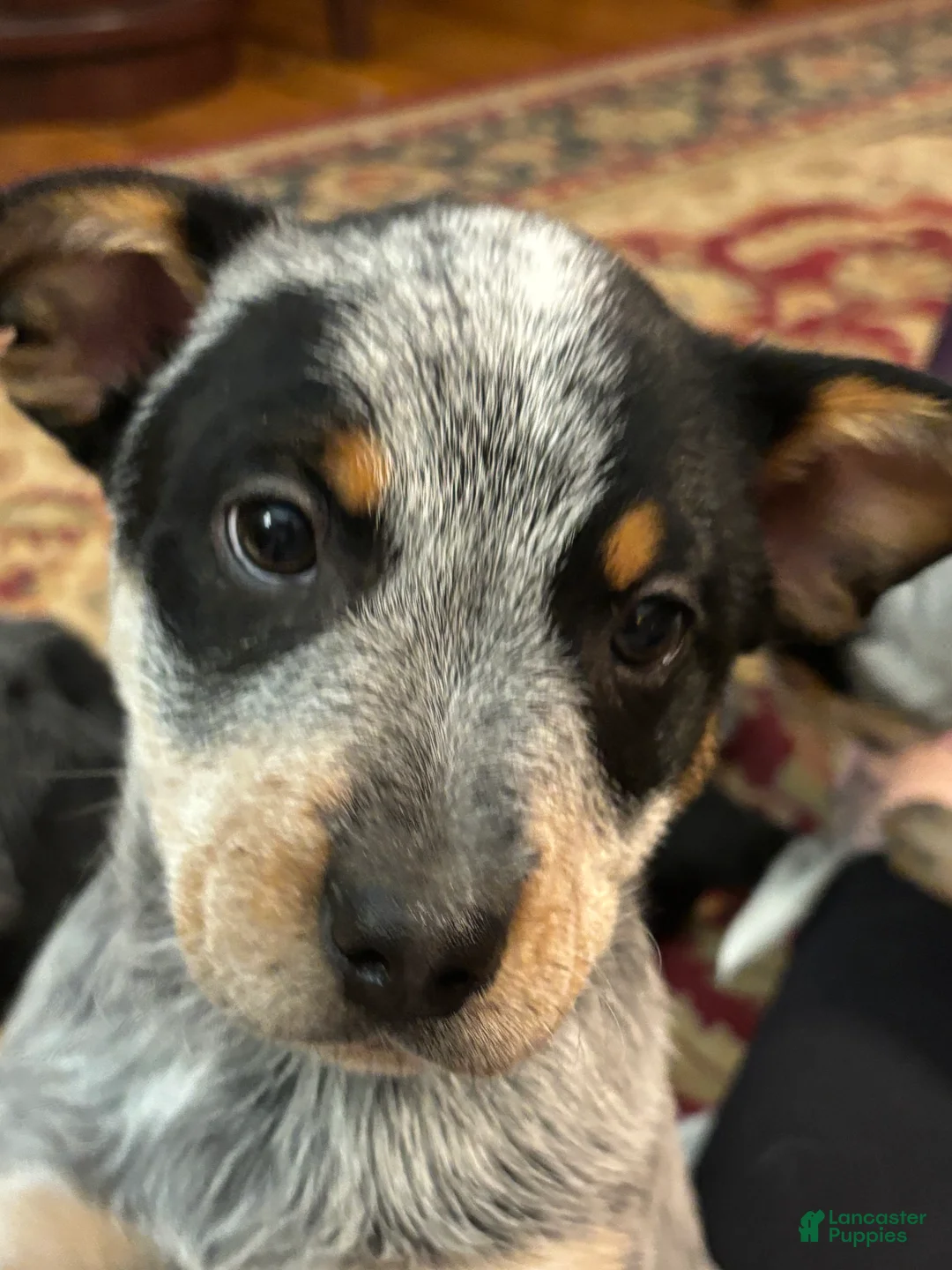 Australian Cattle Dog dogs for sale: Larry - Ad 8