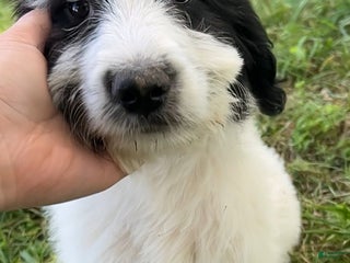 Mixed Breed dogs - Ad 6