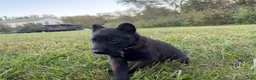 Belgian Malinois dogs for sale: Holly Golightly (dark pink) - Ad 3
