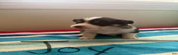 Welsh Corgi Pembroke dogs for sale: Joy - Ad 4