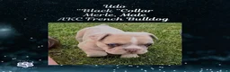 French Bulldog dogs for sale: Udo “Black”Collar, Male - Ad 3