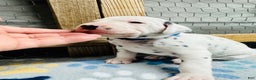 Dalmatian dogs for sale: Dalmatian Puppy Blue Collar  - Ad 3
