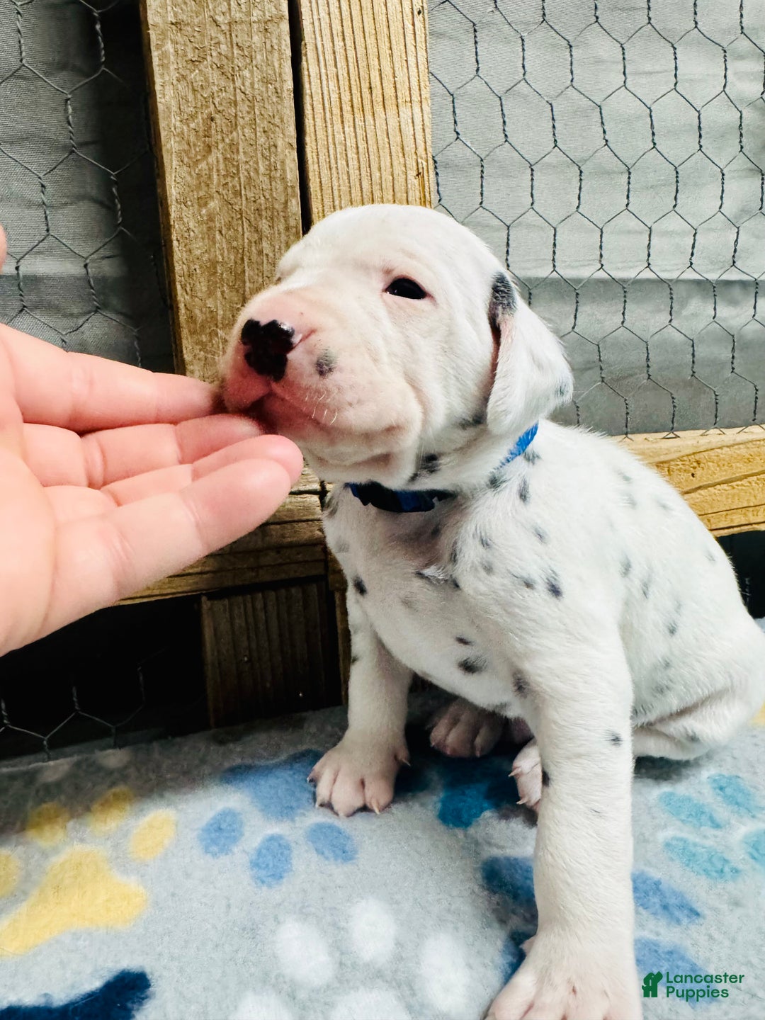 Dalmatian dogs for sale: Dalmatian Puppy Blue Collar  - Ad 3