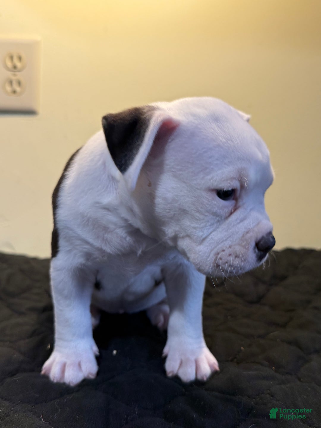 American Bully dogs for sale: American Bully Puppy 1 - Ad 5