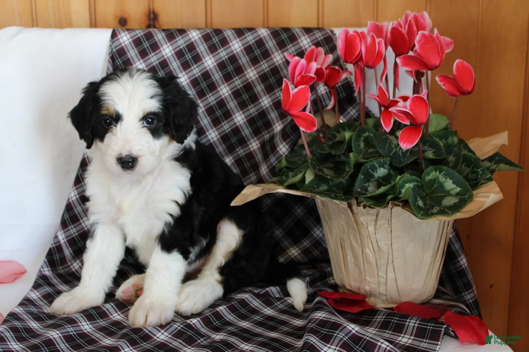 Bernedoodle dogs for sale: Primrose - Ad 3