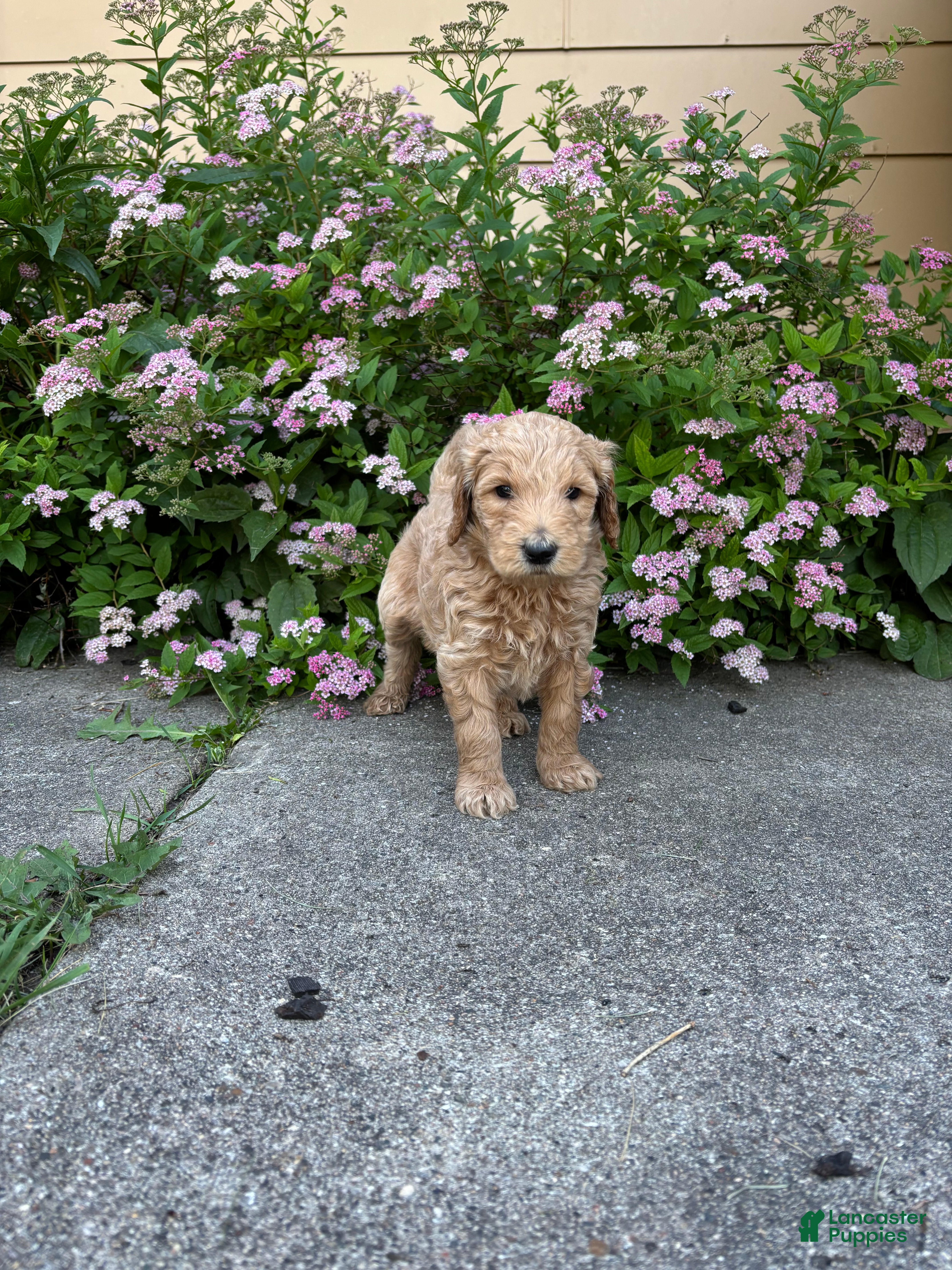 Goldendoodle dogs Blue- Goldendoodle Puppy 6 - Ad 25