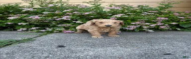 Blue- Goldendoodle Puppy 6
