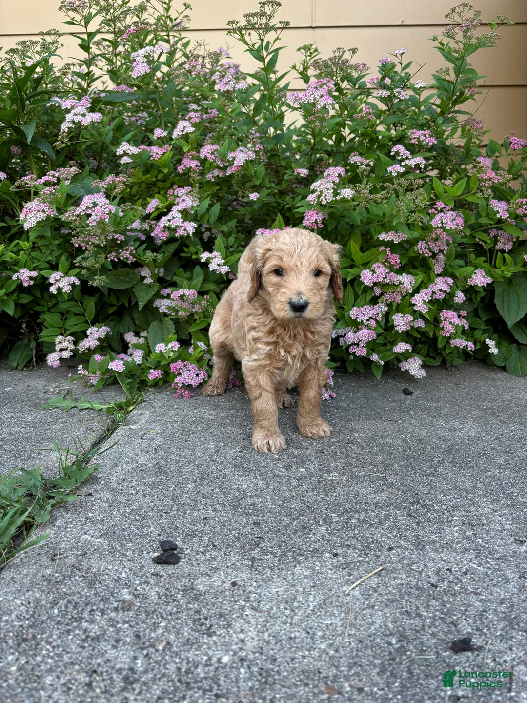 Goldendoodle dogs for sale: Blue- Goldendoodle Puppy 6 - Ad 1