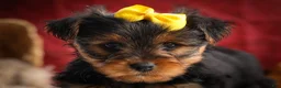Yorkshire Terrier dogs for sale: DIESEL - Ad 16