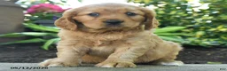 Miniature Golden Retriever dogs for sale: Fred - Ad 1