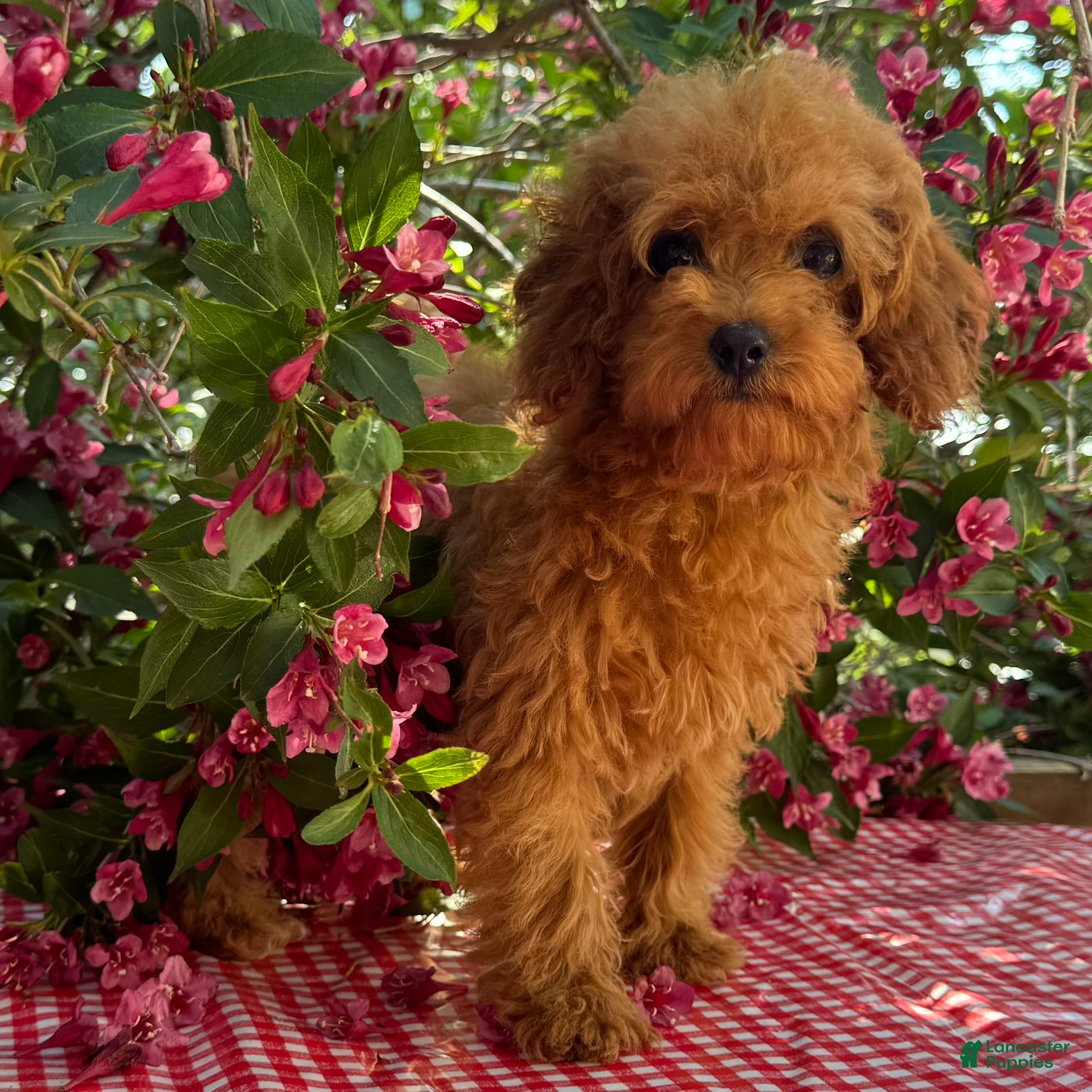 Cavapoo dogs Margie - Ad 1