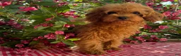 Cavapoo dogs for sale: Margie - Ad 1