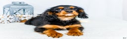 Cavalier King Charles Spaniel dogs for sale: Garland - Ad 19