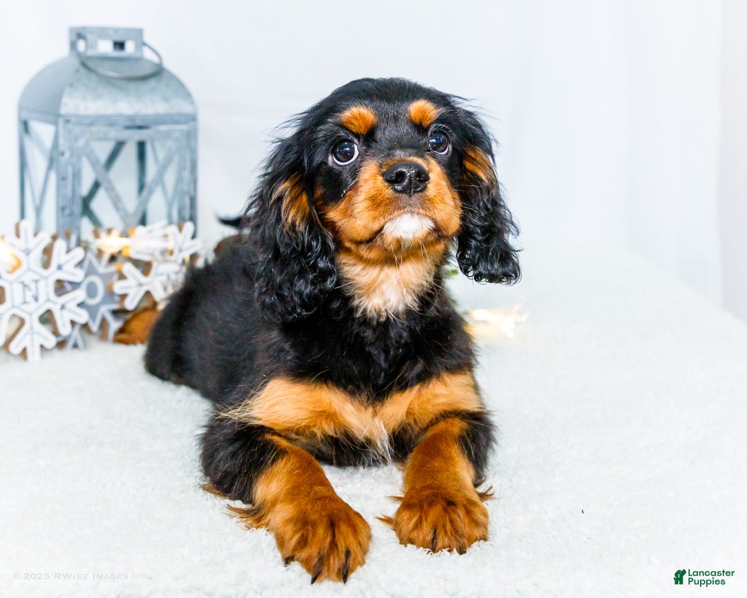 Cavalier King Charles Spaniel dogs for sale: Garland - Ad 19