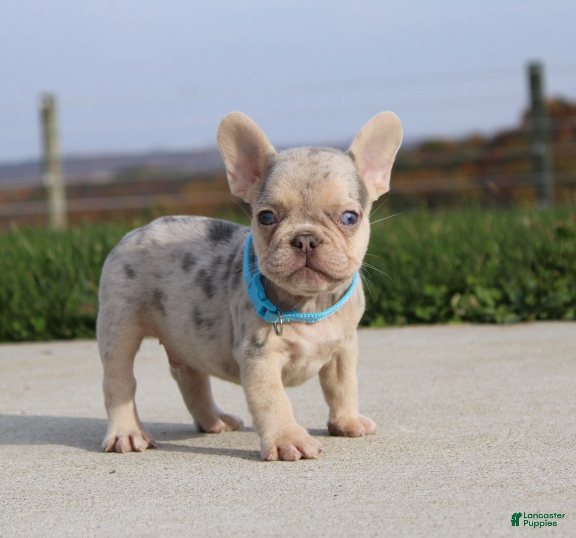 French Bulldog dogs for sale: Rivers - Ad 2