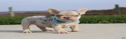 French Bulldog dogs for sale: Rivers - Ad 2