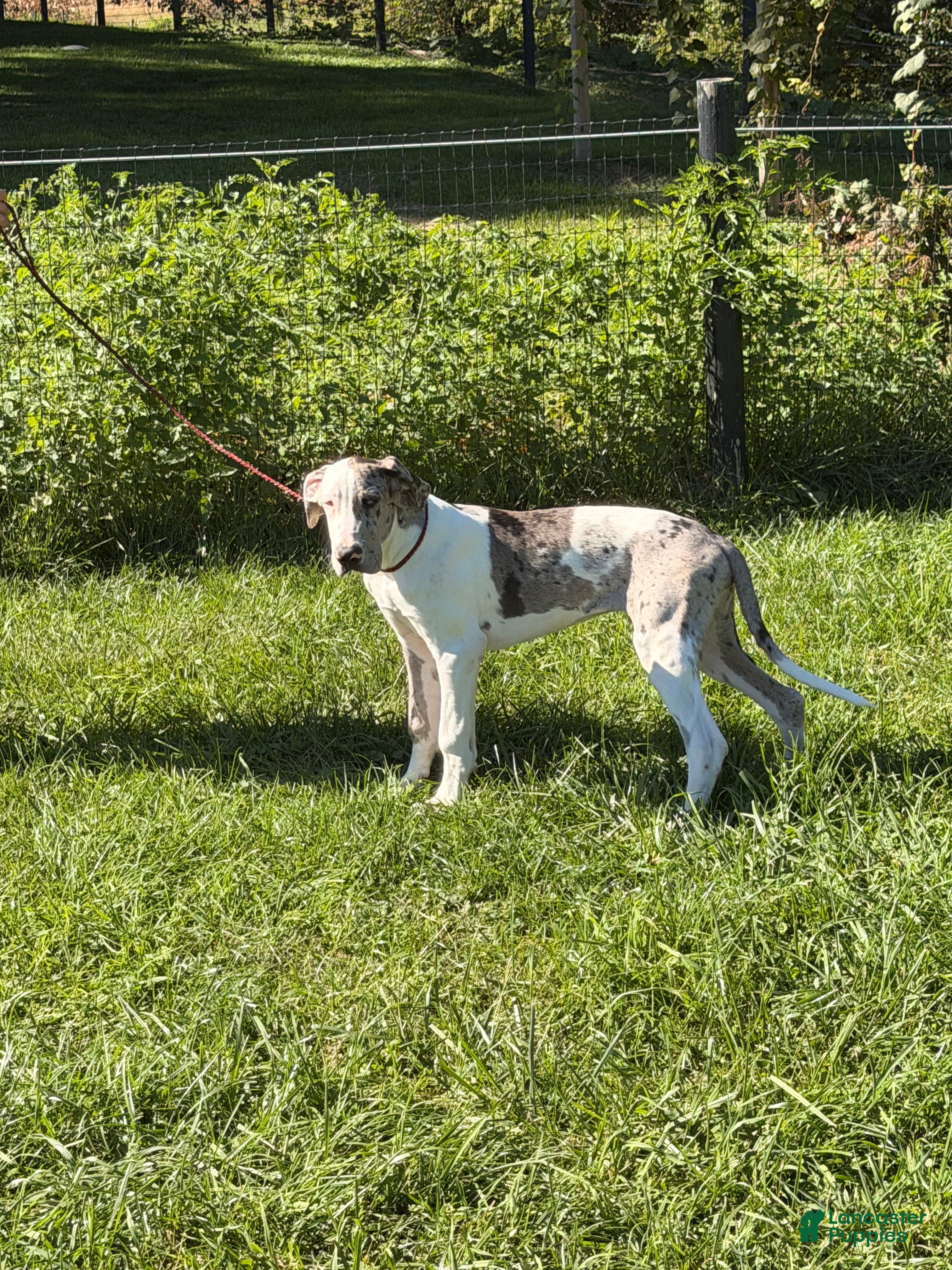 Great Dane dogs Patches Great Dane  - Ad 2
