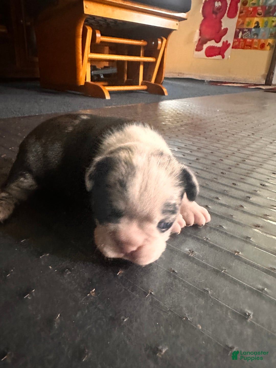 Mixed Breed dogs for sale: Honey - Ad 1