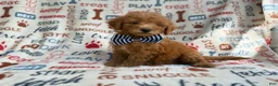 Mini Goldendoodle dogs for sale: Luke - Ad 4