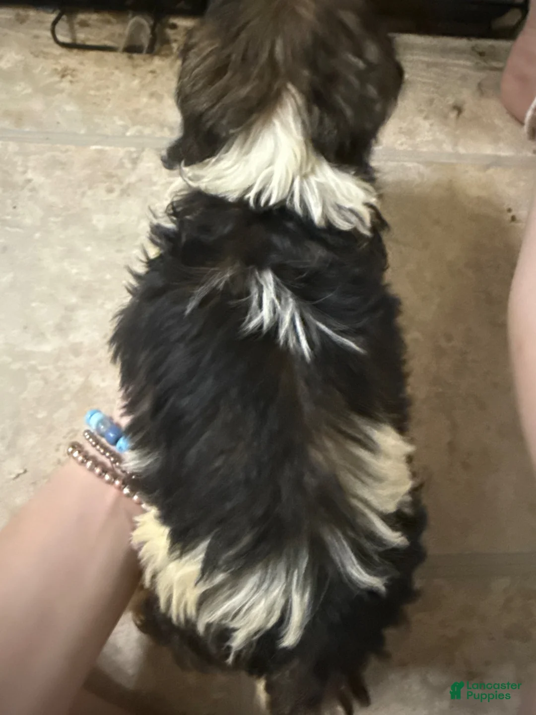 Mixed Breed dogs for sale: Mixed Breed 3 - Ad 2
