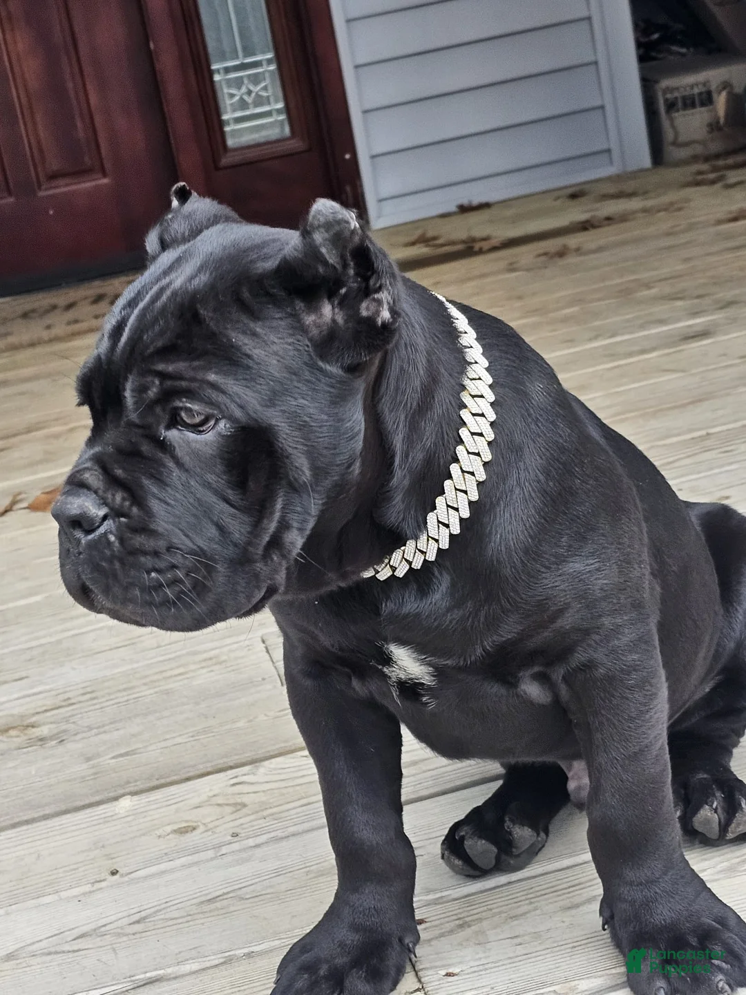 Cane Corso dogs for sale: ZEUS - Ad 37