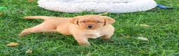 Labrador Retriever dogs for sale: Ricky - Ad 4